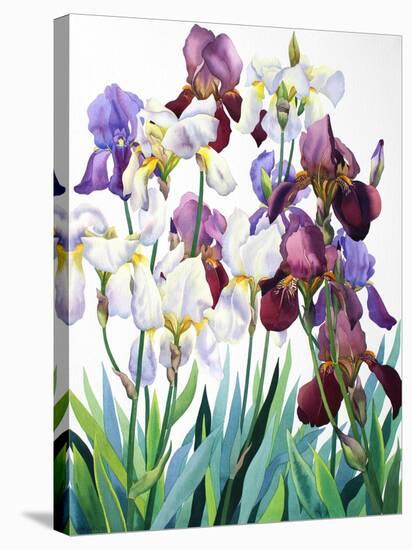 White and Purple Irises-Christopher Ryland-Stretched Canvas