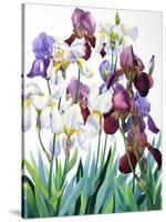 White and Purple Irises-Christopher Ryland-Stretched Canvas