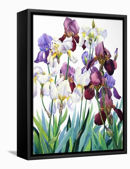 White and Purple Irises-Christopher Ryland-Framed Stretched Canvas