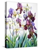 White and Purple Irises-Christopher Ryland-Stretched Canvas