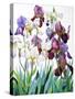 White and Purple Irises-Christopher Ryland-Stretched Canvas