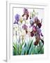 White and Purple Irises-Christopher Ryland-Framed Giclee Print