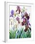 White and Purple Irises-Christopher Ryland-Framed Giclee Print