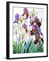 White and Purple Irises-Christopher Ryland-Framed Giclee Print