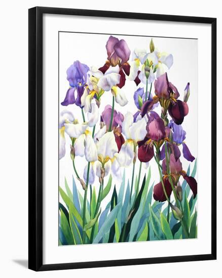 White and Purple Irises-Christopher Ryland-Framed Giclee Print