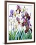 White and Purple Irises-Christopher Ryland-Framed Giclee Print