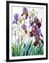 White and Purple Irises-Christopher Ryland-Framed Giclee Print