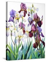 White and Purple Irises-Christopher Ryland-Stretched Canvas