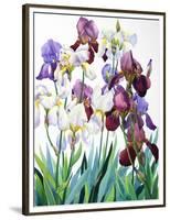 White and Purple Irises-Christopher Ryland-Framed Premium Giclee Print