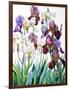 White and Purple Irises-Christopher Ryland-Framed Premium Giclee Print