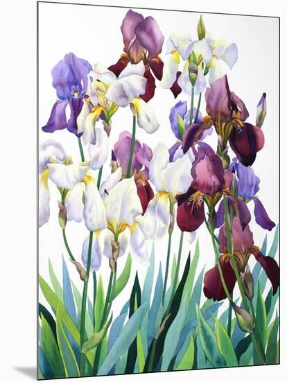 White and Purple Irises-Christopher Ryland-Mounted Premium Giclee Print