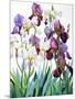 White and Purple Irises-Christopher Ryland-Mounted Premium Giclee Print