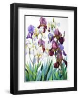 White and Purple Irises-Christopher Ryland-Framed Premium Giclee Print