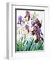 White and Purple Irises-Christopher Ryland-Framed Premium Giclee Print