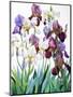 White and Purple Irises-Christopher Ryland-Mounted Premium Giclee Print
