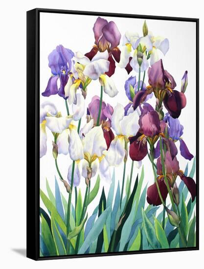 White and Purple Irises-Christopher Ryland-Framed Stretched Canvas