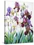 White and Purple Irises-Christopher Ryland-Stretched Canvas