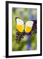 White and Yellow butterfly in the Pieridae family on purple Butterfly Bush-Darrell Gulin-Framed Photographic Print