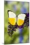 White and Yellow butterfly in the Pieridae family on purple Butterfly Bush-Darrell Gulin-Mounted Photographic Print