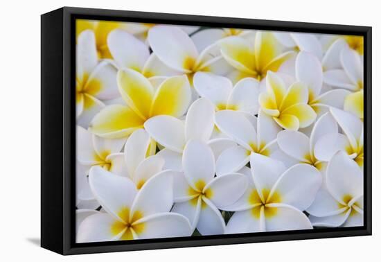 White and Yellow Frangipani-Darrell Gulin-Framed Stretched Canvas