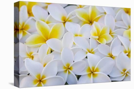 White and Yellow Frangipani-Darrell Gulin-Stretched Canvas