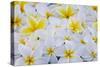 White and Yellow Frangipani-Darrell Gulin-Stretched Canvas