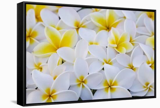 White and Yellow Frangipani-Darrell Gulin-Framed Stretched Canvas