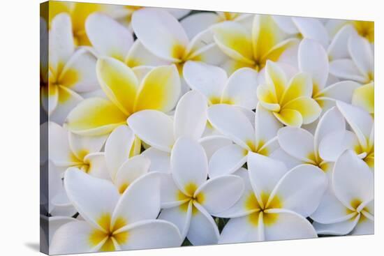 White and Yellow Frangipani-Darrell Gulin-Stretched Canvas