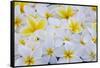 White and Yellow Frangipani-Darrell Gulin-Framed Stretched Canvas