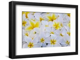 White and Yellow Frangipani-Darrell Gulin-Framed Photographic Print