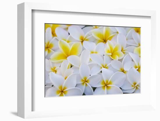 White and Yellow Frangipani-Darrell Gulin-Framed Photographic Print