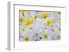 White and Yellow Frangipani-Darrell Gulin-Framed Photographic Print