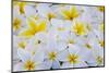 White and Yellow Frangipani-Darrell Gulin-Mounted Photographic Print