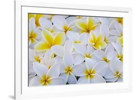 White and Yellow Frangipani-Darrell Gulin-Framed Photographic Print