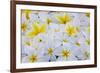 White and Yellow Frangipani-Darrell Gulin-Framed Photographic Print