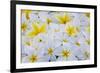 White and Yellow Frangipani-Darrell Gulin-Framed Photographic Print