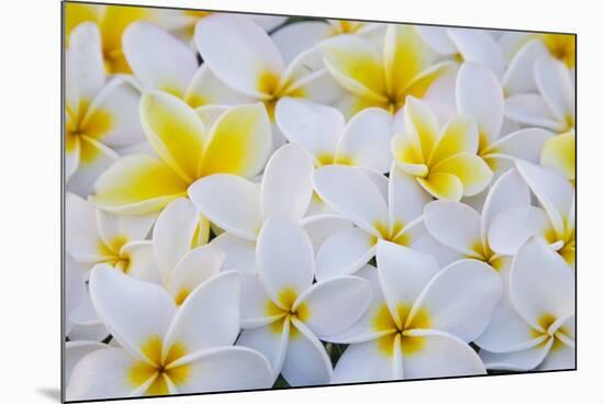 White and Yellow Frangipani-Darrell Gulin-Mounted Photographic Print