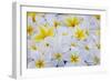 White and Yellow Frangipani-Darrell Gulin-Framed Photographic Print