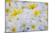 White and Yellow Frangipani-Darrell Gulin-Mounted Photographic Print