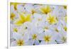 White and Yellow Frangipani-Darrell Gulin-Framed Photographic Print