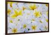 White and Yellow Frangipani-Darrell Gulin-Framed Photographic Print