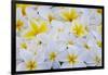 White and Yellow Frangipani-Darrell Gulin-Framed Photographic Print