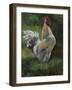 White And Yellow Rooster-Nenad Mirkovich-Framed Art Print