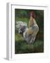 White And Yellow Rooster-Nenad Mirkovich-Framed Art Print