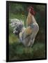 White And Yellow Rooster-Nenad Mirkovich-Framed Art Print