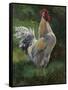 White And Yellow Rooster-Nenad Mirkovich-Framed Stretched Canvas