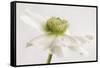 White Anemone Flower-Cora Niele-Framed Stretched Canvas