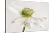 White Anemone Flower-Cora Niele-Stretched Canvas