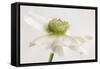 White Anemone Flower-Cora Niele-Framed Stretched Canvas