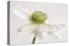 White Anemone Flower-Cora Niele-Stretched Canvas